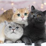 Диамантен гоблен Трио котета, 30x40 см с подрамка - Код B0004